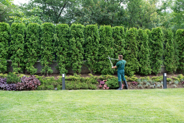 Best Organic Lawn Care Solutions  in Hobart, WA