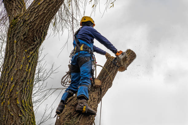 Why Choose Our Tree Removal Services in Hobart, WA?