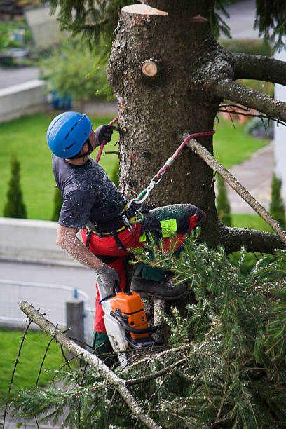 Hobart, WA  Tree Services Company